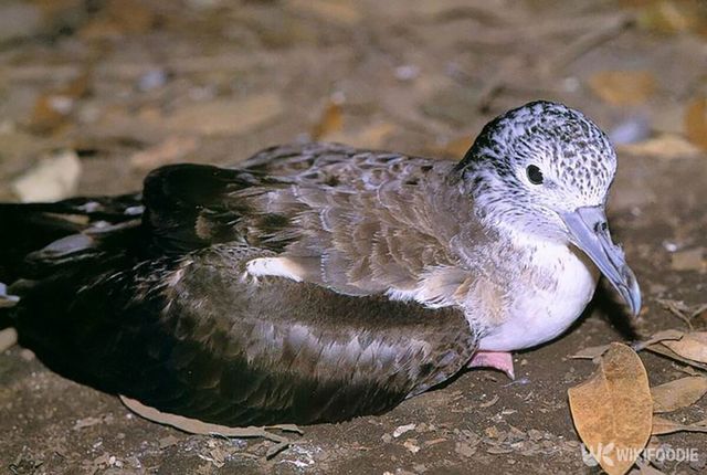 슴새 자료사진. / 국가유산청 국가유산포털
