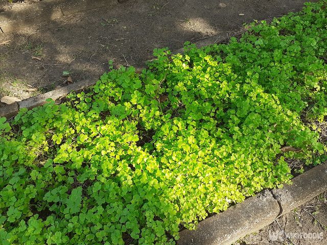 정원에 펼쳐진 고수. / Kitti charoenchai-shutterstock.com