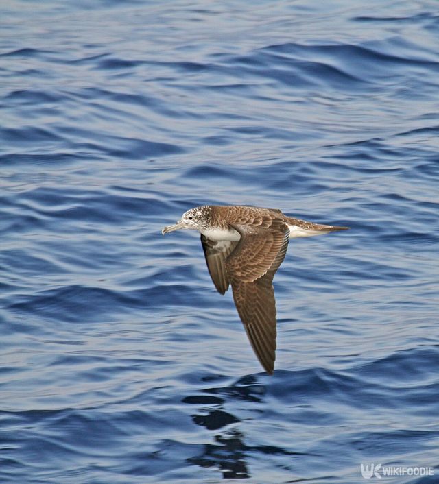 슴새 자료사진. / Agami Photo Agency-shutterstock.com