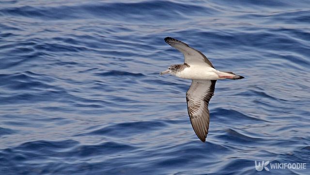 슴새 자료사진. / Agami Photo Agency-shutterstock.com