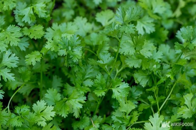 고수 잎 다발의 클로즈업 사진. / Likroe-shutterstock.com