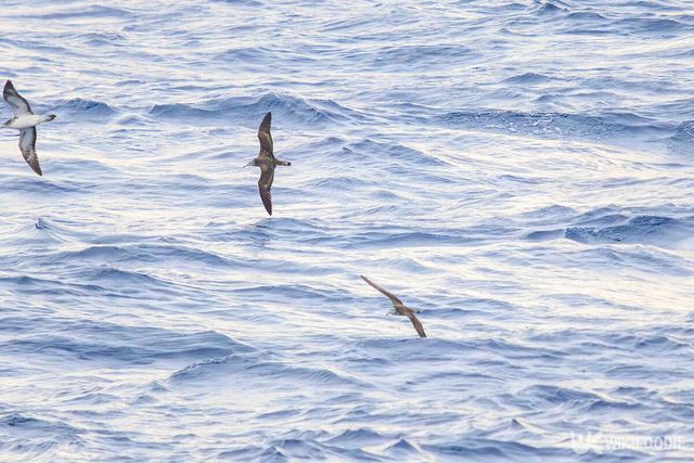 슴새 자료사진. / d3_plus-shutterstock.com