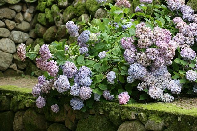 수국. / 국립생물자원관