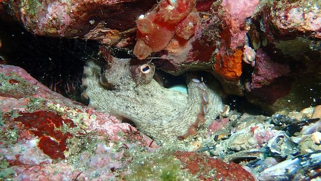 참문어. / 국립생물자원관