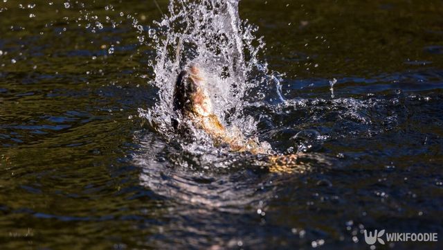 송어 자료 사진. / Ryan Janssens-shutterstock