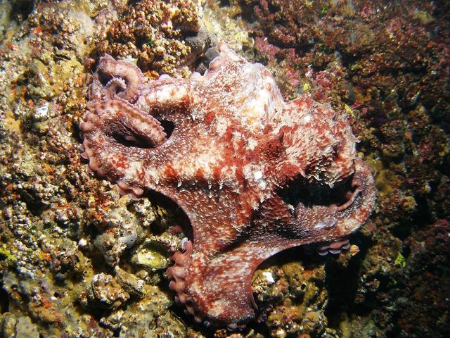 참문어. / 국립생물자원관