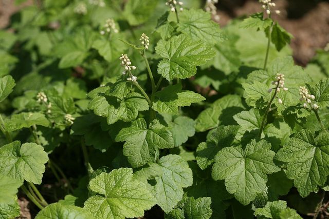 헐떡이풀 자료사진. / 국립생물자원관