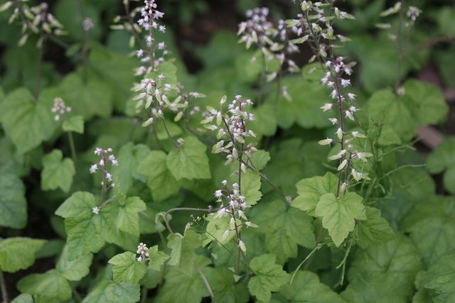 헐떡이풀 자료사진. / 국립생물자원관