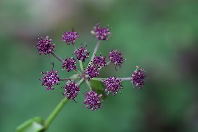 바디나물. / 국립생물자원관