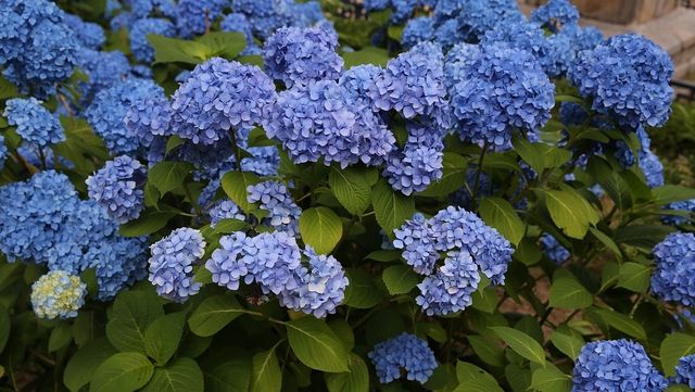 수국. / 국립생물자원관