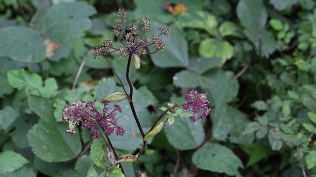 바디나물. / 국립생물자원관