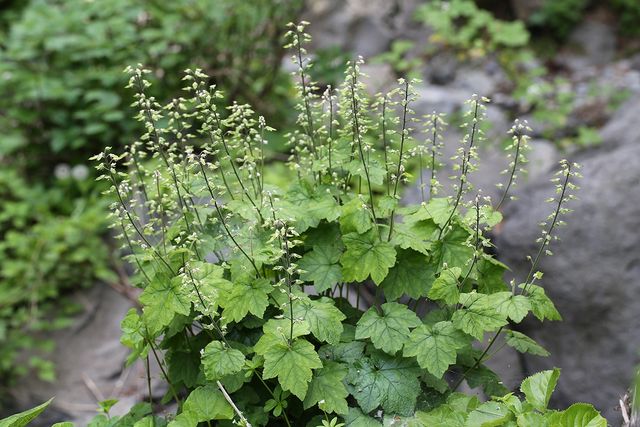 헐떡이풀 자료사진. / 국립생물자원관