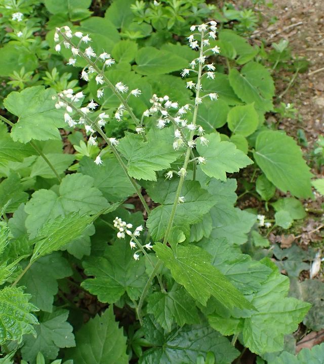 헐떡이풀 자료사진. / 국립생물자원관