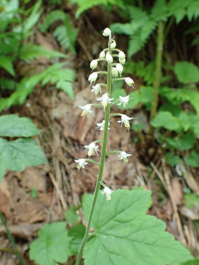 헐떡이풀 자료사진. / 국립생물자원관