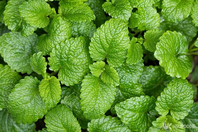 민트 자료사진. / Ri6ka-shutterstock.com