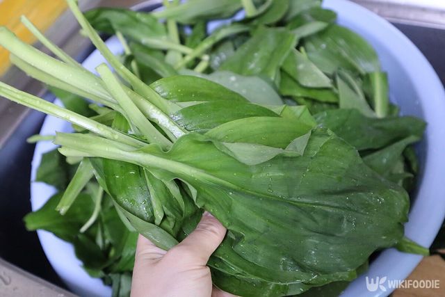 산마늘 자료사진. / JUNGSUNYOUNG-shutterstock.com