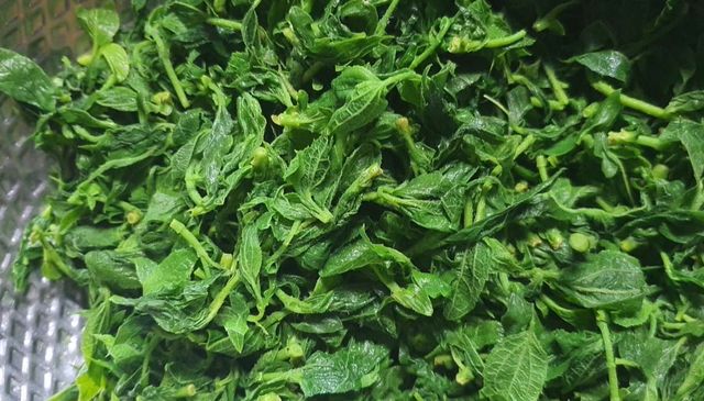 고광나무 순을 데친 것. / '약초 텃밭 TV' 유튜브