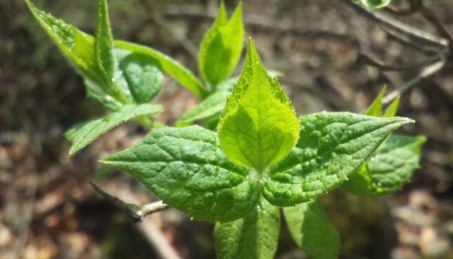고광나무 순 / '약초 텃밭 TV' 유튜브