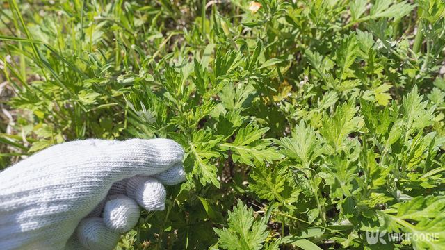 쑥 자료사진. / aomas-shutterstock.com