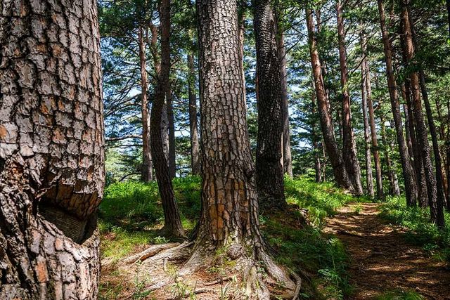 삼척 활기 치유의 숲. / 삼척 활기 치유의 숲 공식홈페이지