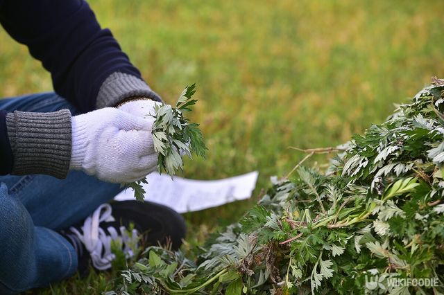 쑥 자료사진. / Yeongsik Im-shutterstock.com