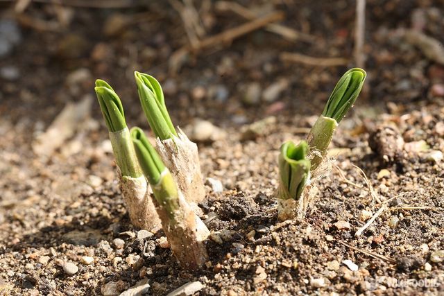 산마늘 새싹 자료사진. / somyad-shutterstock.com