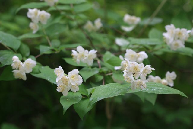 고광나무 / 국립생물자원관