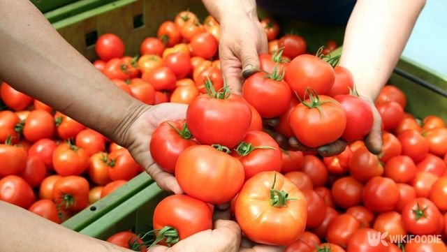 토마토 자료사진. / dgdimension-shutterstock.com