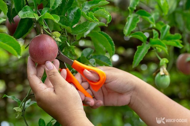 패션프루트를 따는 모습. / artphotoclub-shutterstock.com