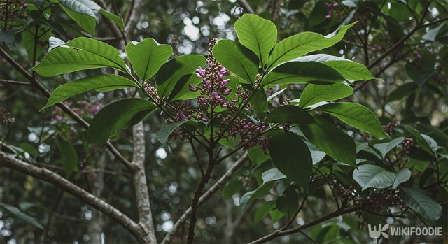 톤카콩나무 기사 이해를 돕기 위한 단순 참고 사진. AI 이미지 생성 프로그램을 이용해 만들었습니다. / 위키푸디