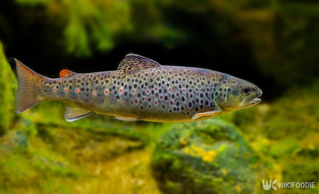 송어 자료사진. / Kuttelvaserova Stuchelova-shutterstock.com