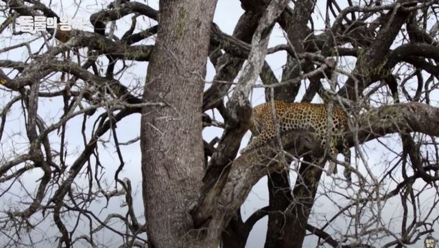 기사 이해를 돕기 위한 자료 사진 / 'KBS 동물의 왕국' 유튜브