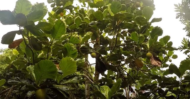 빵나무 / 'Gabe Humphries' 유튜브