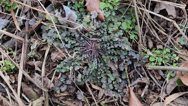 황새냉이 자료사진. / 유튜브 '징글징글 생물가족'