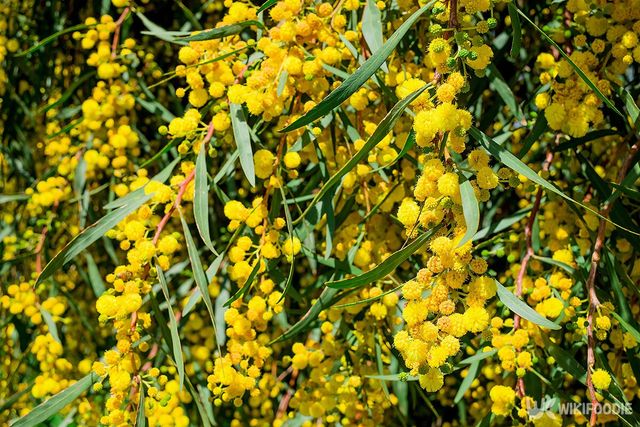 아카시아 나무 자료사진. / Golden Shark 2-shutterstock.com