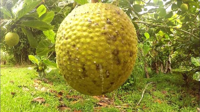 빵나무 / 'Gabe Humphries' 유튜브