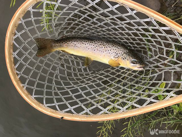 그물 속 송어 자료사진. / JustBlaz-shutterstock.com