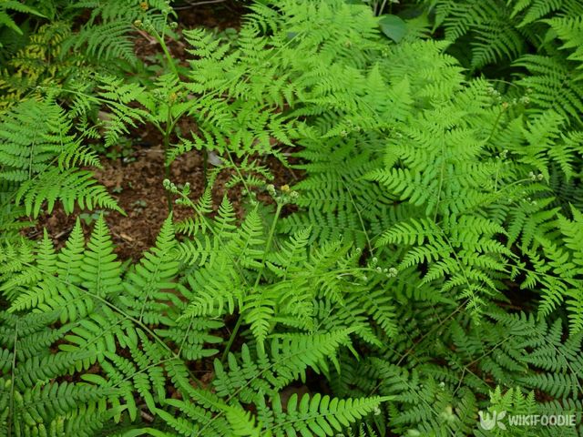 일반 고사리 자료사진 . / Hank Asia-shutterstock.com