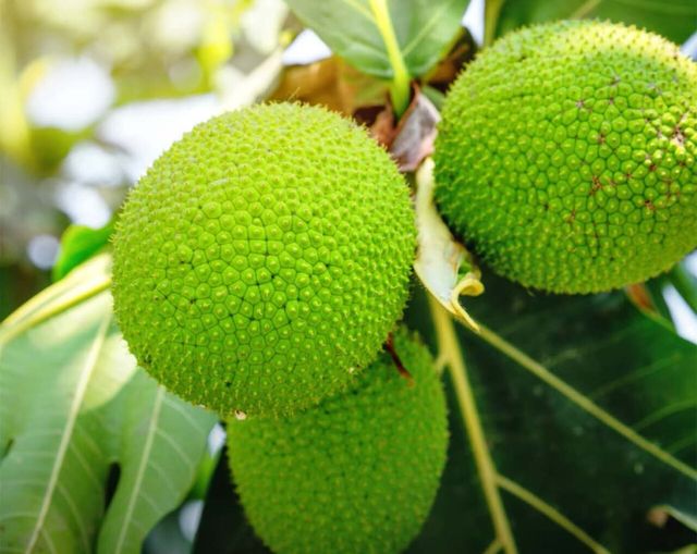 빵나무 / 'PFO - Pacific Farmer Organisations' 유튜브