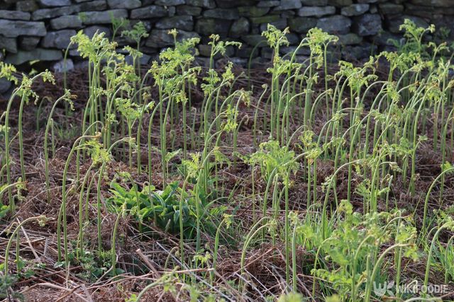 봄에 싹을 틔운 고사리의 모습. / Francesca Leslie-shutterstock.com