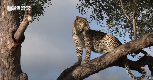 기사 이해를 돕기 위한 표범 자료 사진 / 'KBS 동물의 왕국' 유튜브