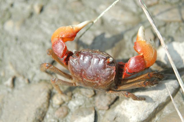 붉은발말똥게. / 국립해양생물자원관