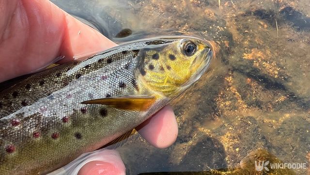 송어 자료사진. / Jamierpc-shutterstock.com