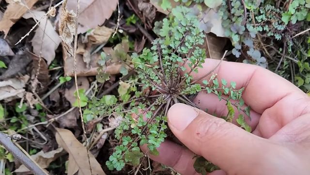황새냉이 자료사진. / 유튜브 '징글징글 생물가족'