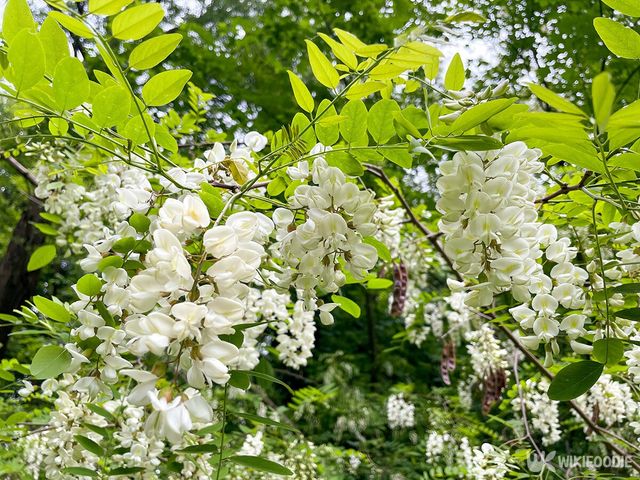 아까시 나무 자료사진. / HeiSpa-shutterstock.com