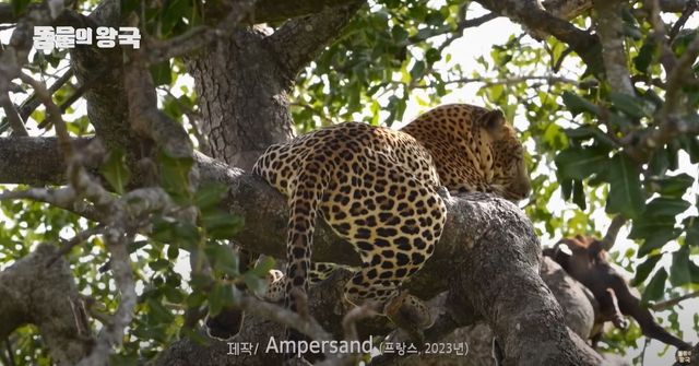 기사 이해를 돕기 위한 표범 자료 사진 / 'KBS 동물의 왕국' 유튜브