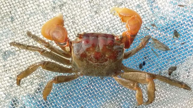 붉은발말똥게. / 국립생물자원관