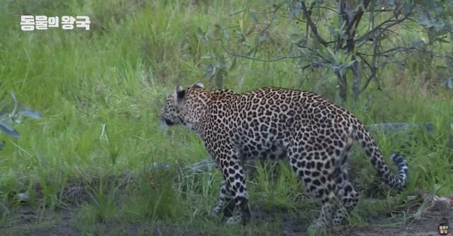 기사 이해를 돕기 위한 표범 자료 사진 / 'KBS 동물의 왕국' 유튜브