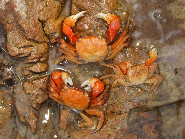 붉은발말똥게. / 국립생물자원관