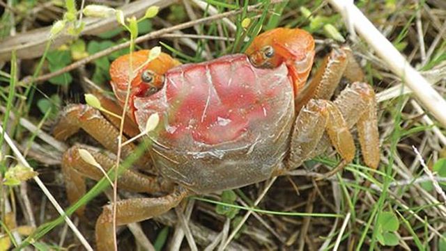 붉은발말똥게. / 국립해양생물자원관